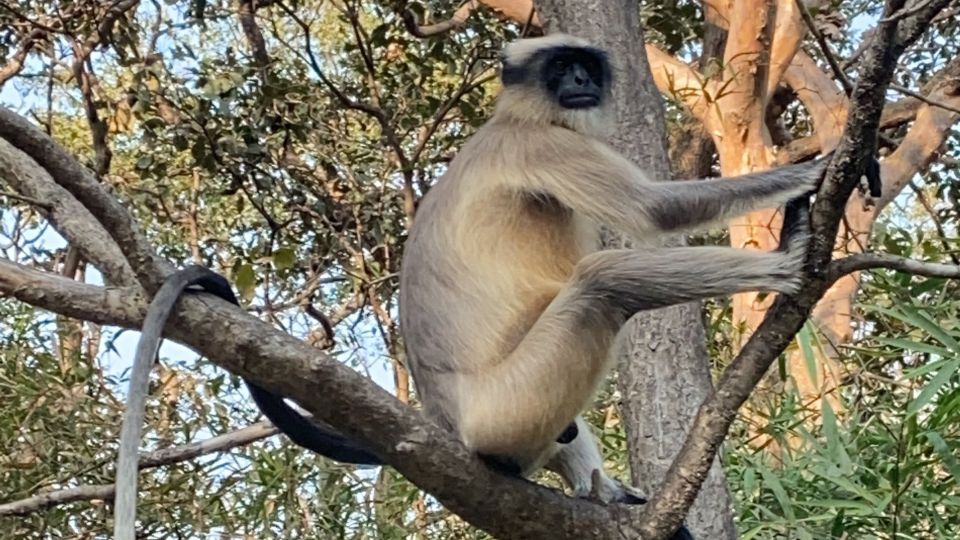 Mumbai: Kanheri Caves and The Golden Pagoda Temple - Price and value: $43 can be a bargain or a stretch