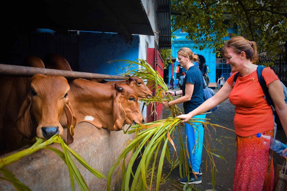 Mumbai: Local Markets & Temples Tour - Shri Mumbai Panjrapole: seeing the cow shelter and its welfare mission