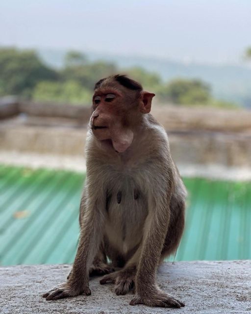 Sanjay Gandhi National Park + Kenheri Caves + Lion Safari - Kanheri Caves and the 109-cave complex: what the guide makes real