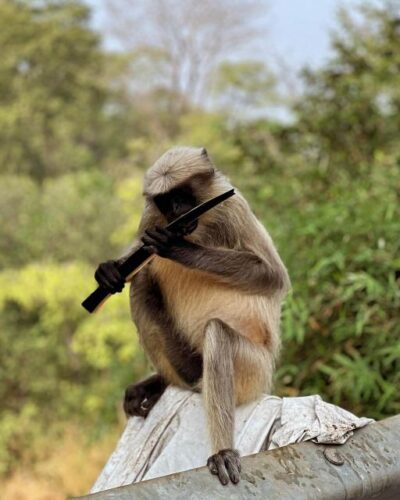 Sanjay Gandhi National Park + Kenheri Caves + Lion Safari - Lion safari: the fast way to feel like you left the city