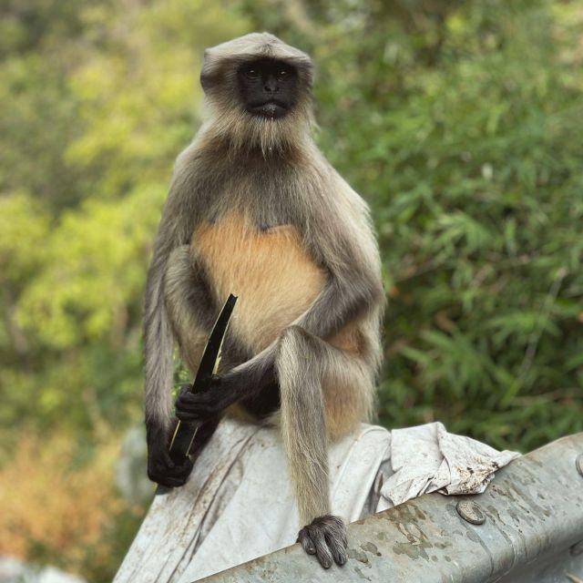 Sanjay Gandhi National Park + Kenheri Caves + Lion Safari - What $54 buys you in Mumbai terms