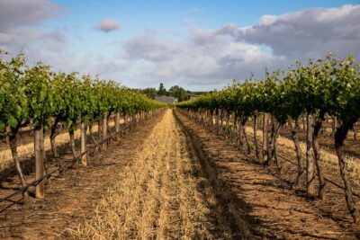 Sula Vineyards Day tour from either Mumbai OR Nashik - Arriving at Sula: admission, wine tasting, and what you can do