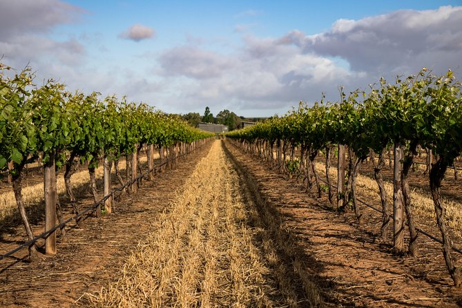 Sula Vineyards Day tour from either Mumbai OR Nashik - Arriving at Sula: admission, wine tasting, and what you can do